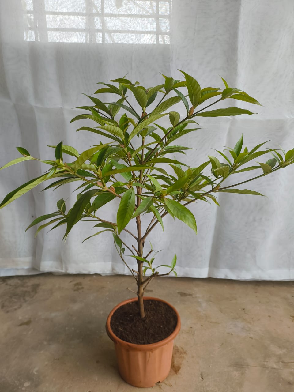 Mini kadamba plant