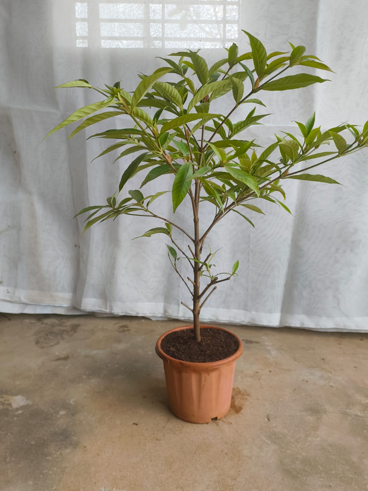 Mini kadamba plant
