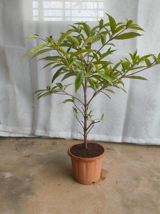 Mini kadamba plant