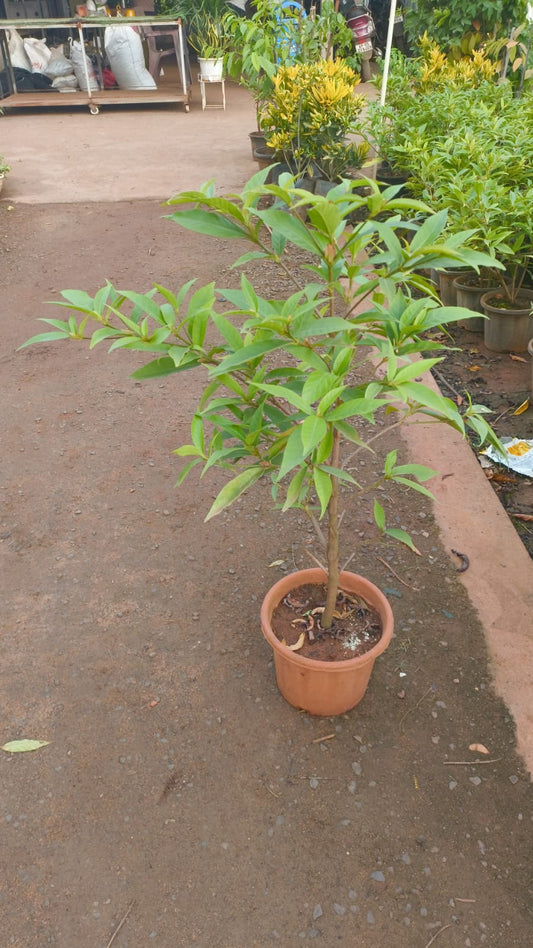 Mini kadamba plant
